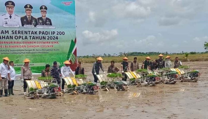 Tanam Padi Serentak, Bupati Zukri Ungkap Potensi Luar Biasa Kuala Kampar untuk Ketahanan Pangan